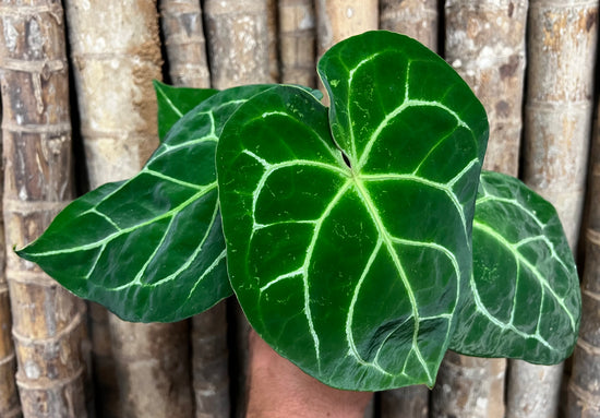 Anthurium &