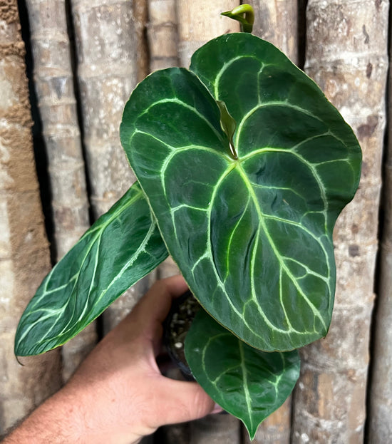 Anthurium &