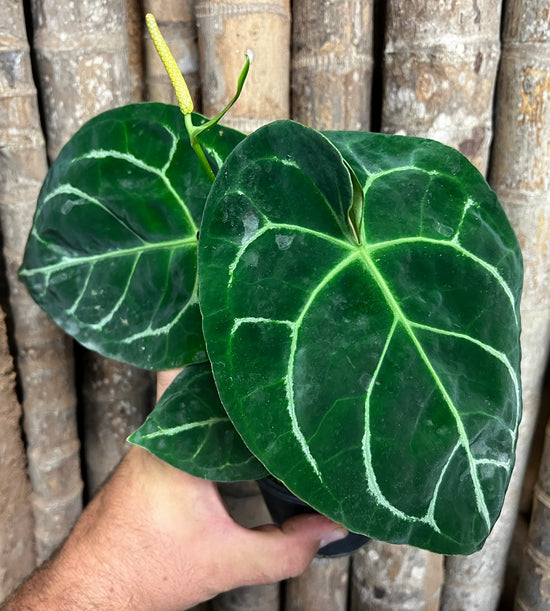 Anthurium &