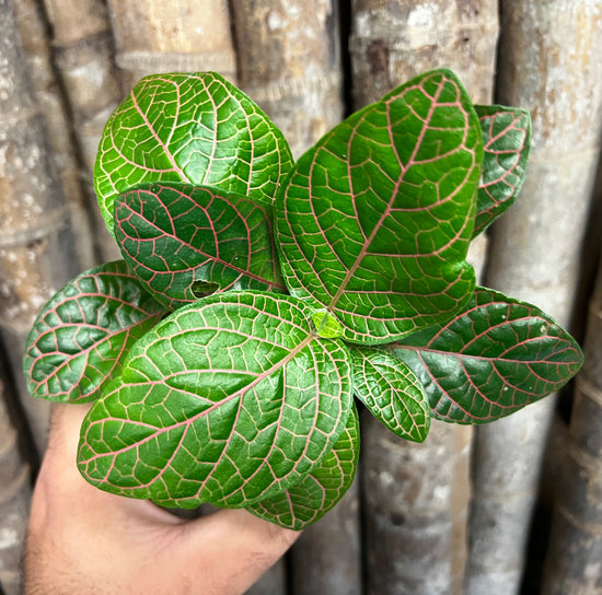 Fittonia &