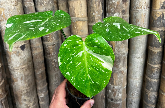 Monstera &