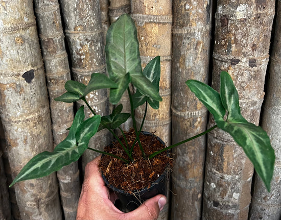 Syngonium &