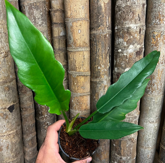 Philodendron &