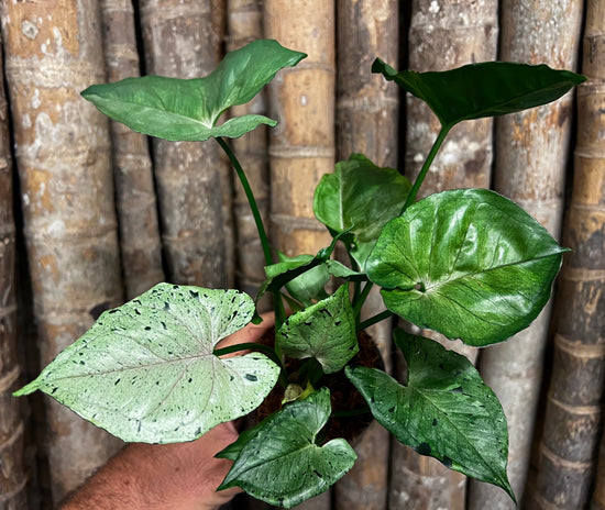 Syngonium &