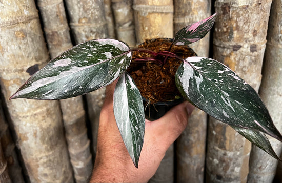 Philodendron &
