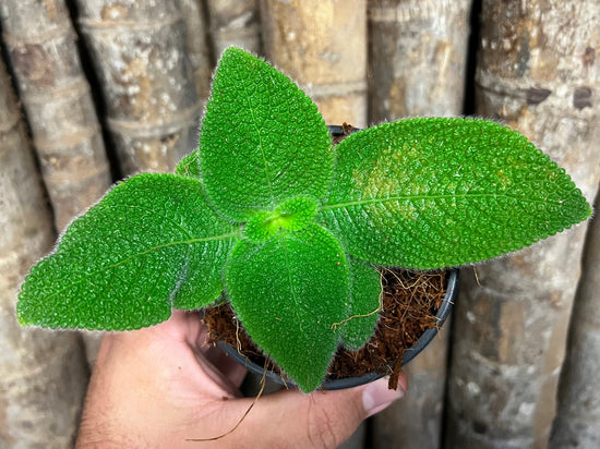 Episcia &