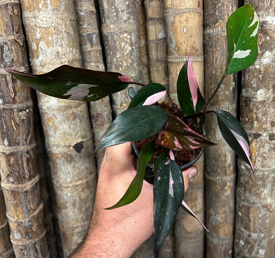 Philodendron &