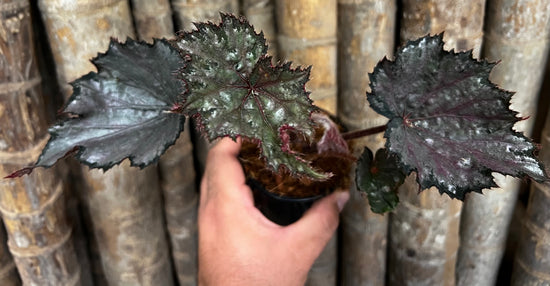 Begonia &