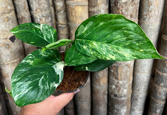 Monstera lechleriana &