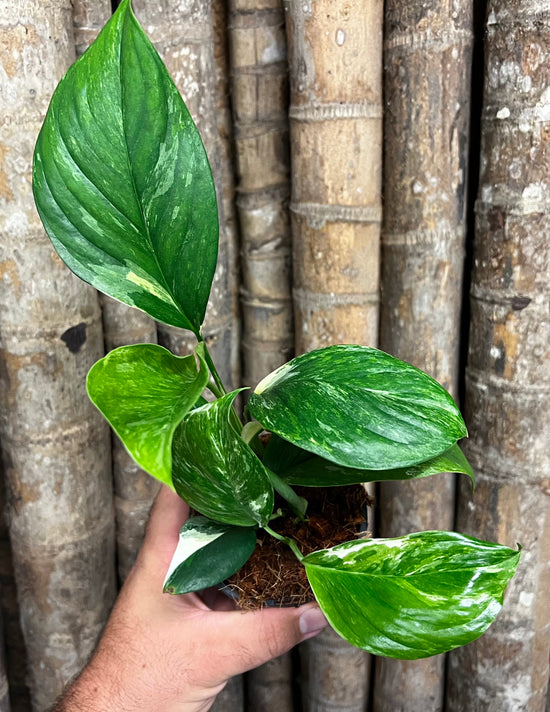 Monstera lechleriana &