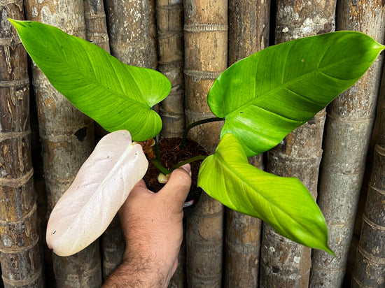 Philodendron &
