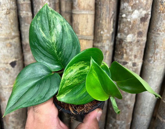 Scindapsus &