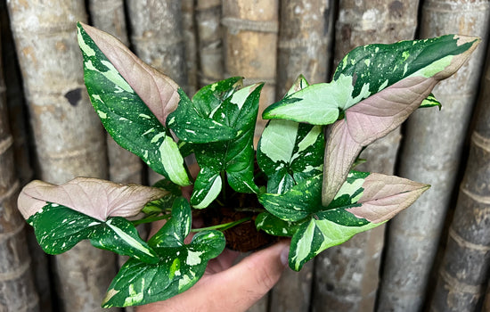 Syngonium &