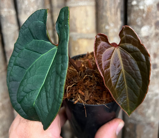 Anthurium &