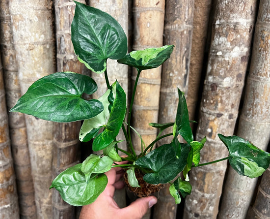 Syngonium &