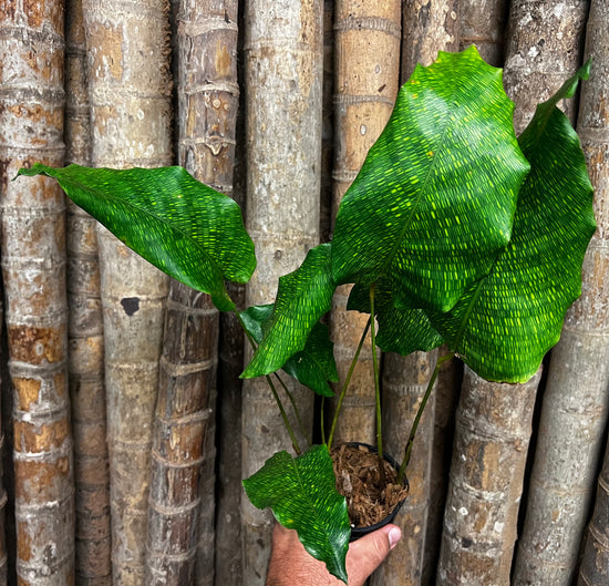 Calathea &