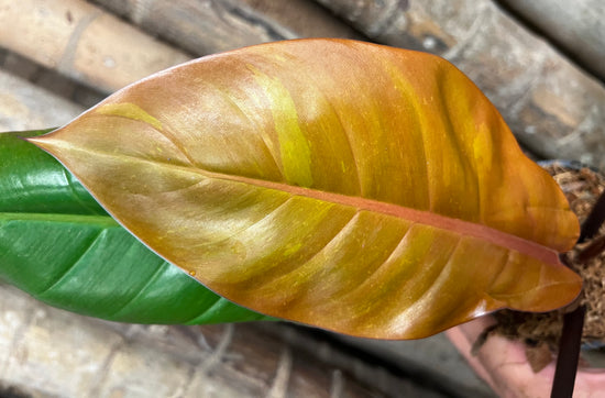 Philodendron &