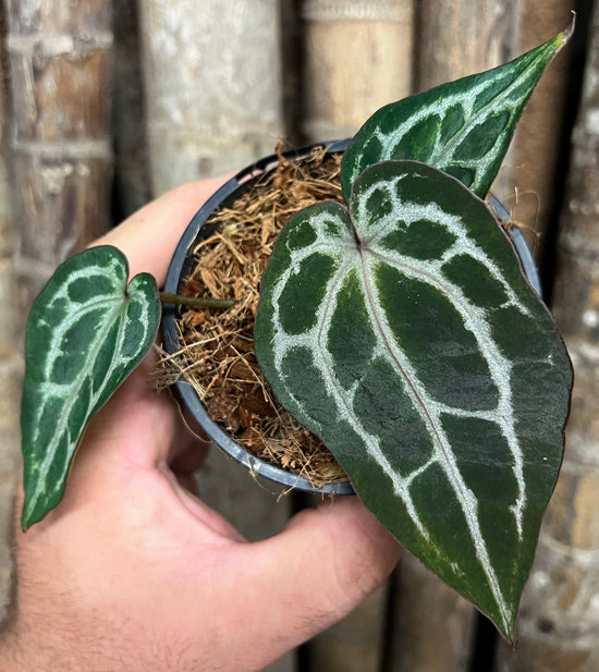 Anthurium &