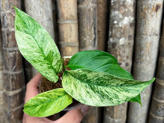 Monstera laniata &
