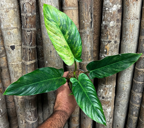 Philodendron subhastatum &
