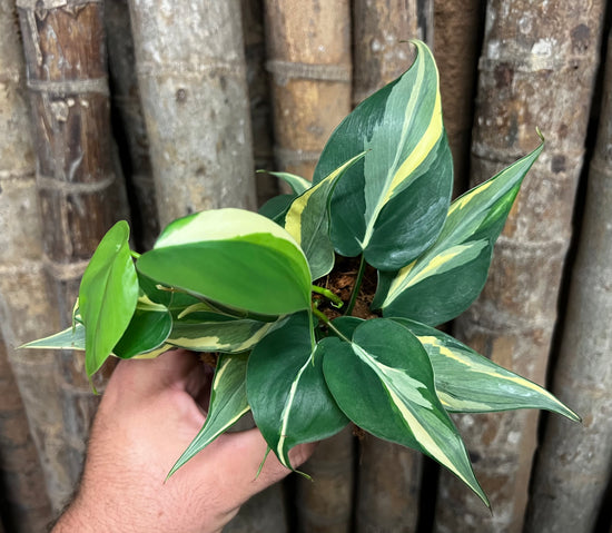 Philodendron &