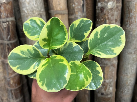 Peperomia &