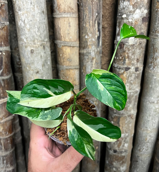 Monstera laniata &