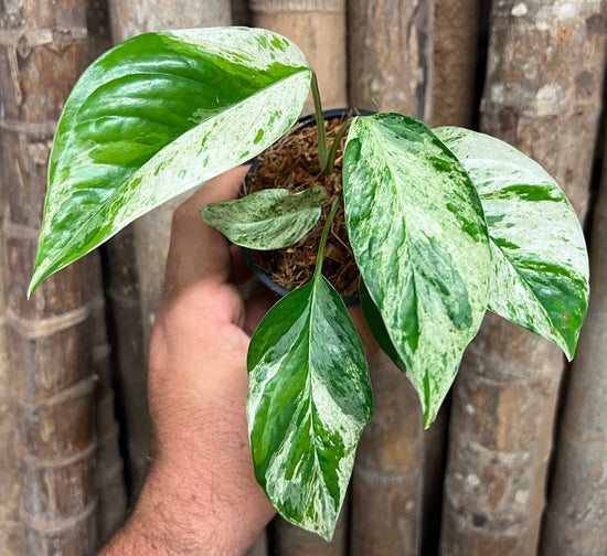 Epipremnum pinnatum &