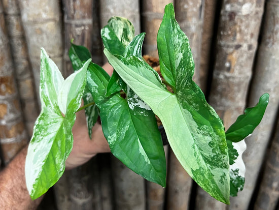 Syngonium &