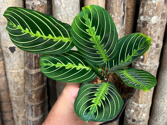 Maranta &