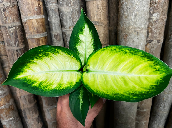 Dieffenbachia &