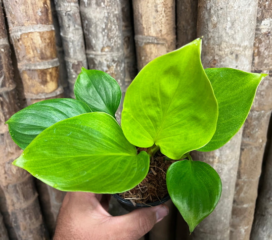 Homalomena &