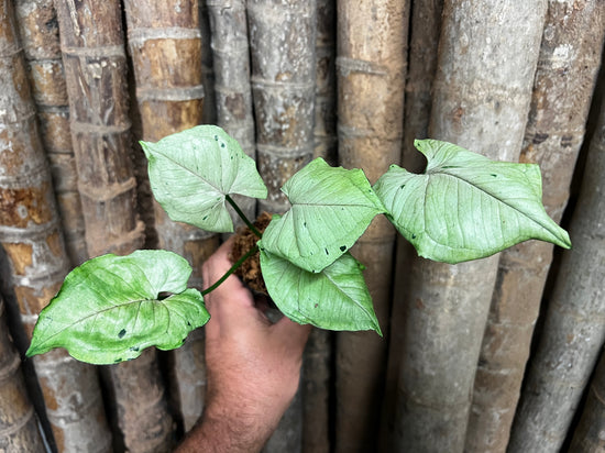 Syngonium &