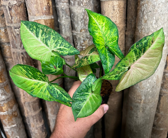 Syngonium &