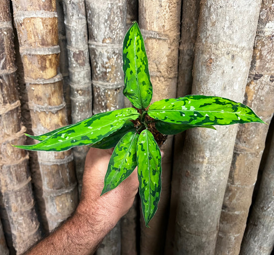 Aglaonema pictum &