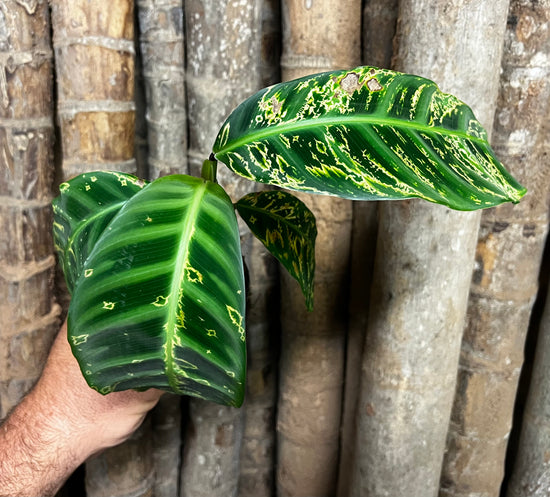Calathea &