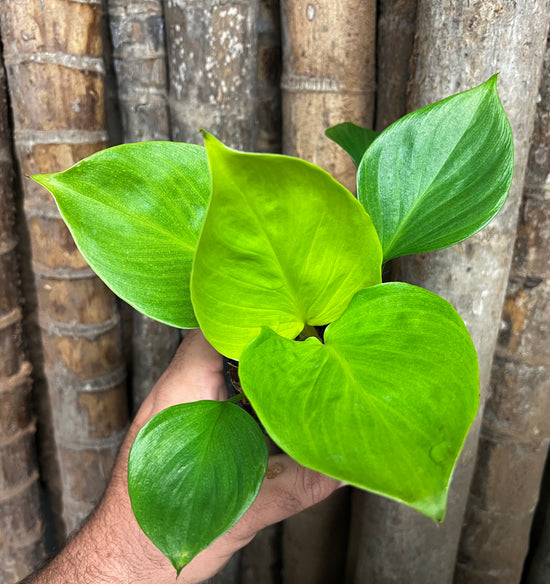Homalomena &