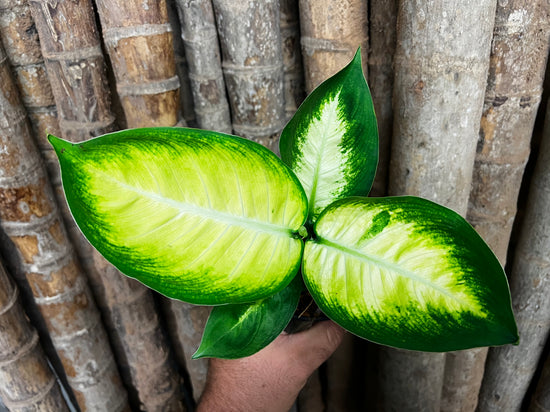 Dieffenbachia &