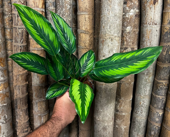 Calathea &