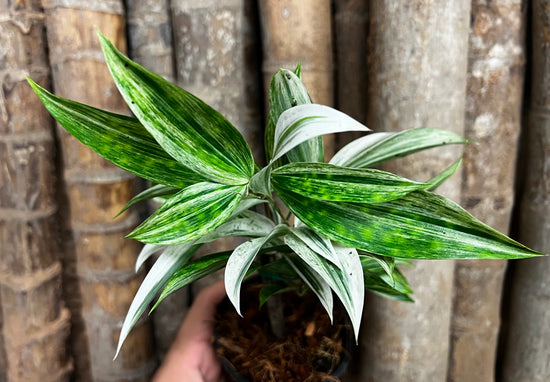 Dracaena &