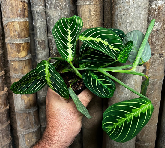 Maranta &