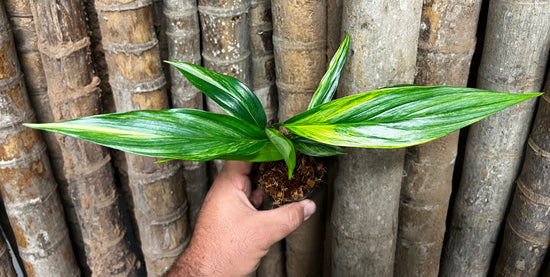 Epipremnum amplissimum &