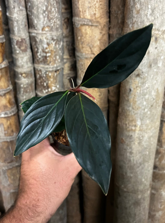 Rhodospatha &