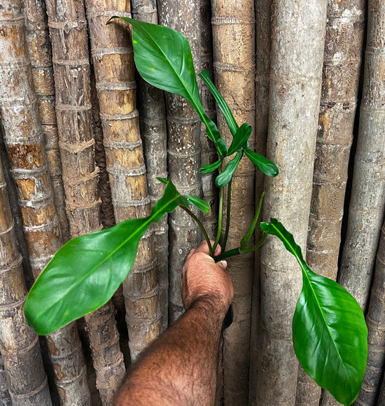 Philodendron &