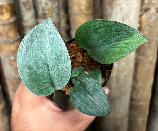 Scindapsus &