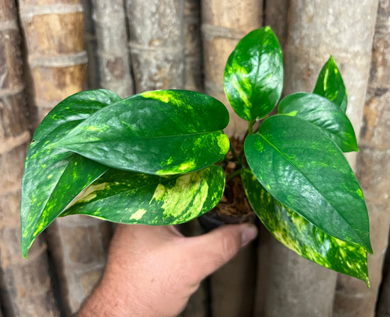 Epipremnum pinnatum &