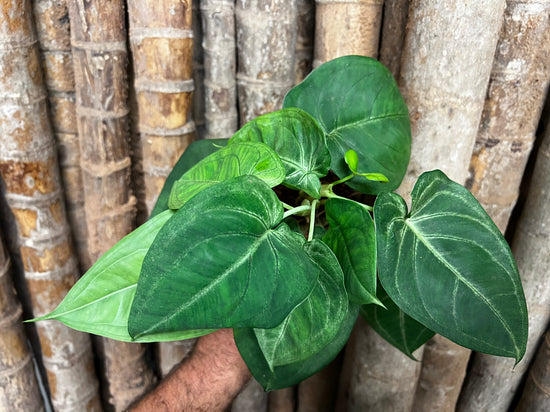 Syngonium &