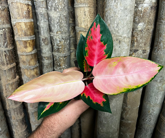 Aglaonema &