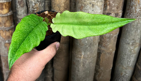 Philodendron &