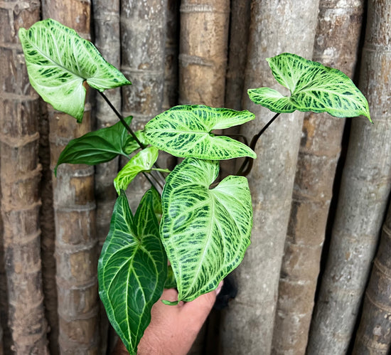Syngonium &